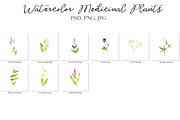 Watercolor Medicinal Plants, a Healthcare Illustration by cat_arch_angel (Thumbnail 7 of 7)
