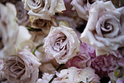 A Garden of Roses | Wedding, Events, a Nature Photo by Farewell (Thumbnail 35 of 41)