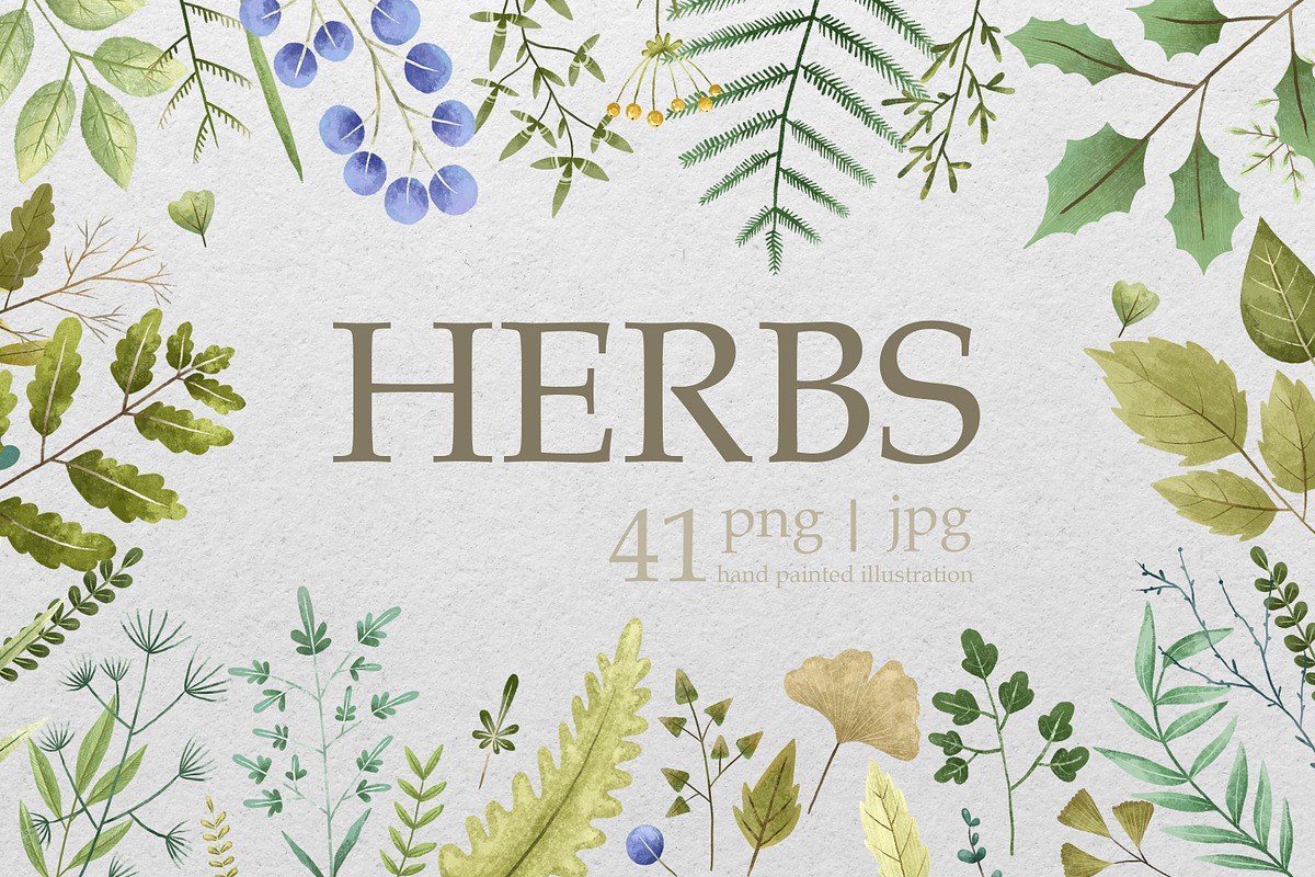 Hand-Painted Herbs & Spices: Botanic, a Decorative Illustration by the_myro (Photo 1 of 5)