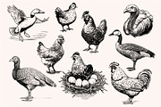 Farm Animals Collection 34 arts, a Graphic by IPVector (Thumbnail 7 of 7)
