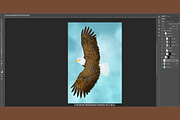 Flying Bald Eagle Illustration, an Animal Illustration by AMMi (Thumbnail 5 of 6)