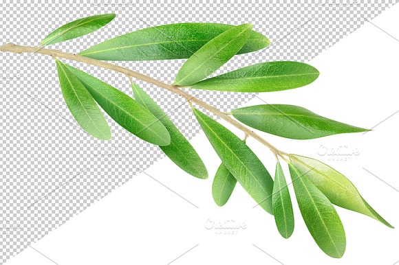 Olive Branch