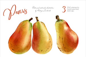 Pears. Watercolor botanical clipart