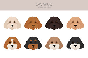 Cavapoo Clipart