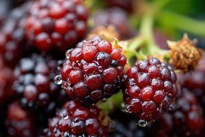 Fresh blackberries with water droplets, a Food & Drink Photo by AlyaAnd