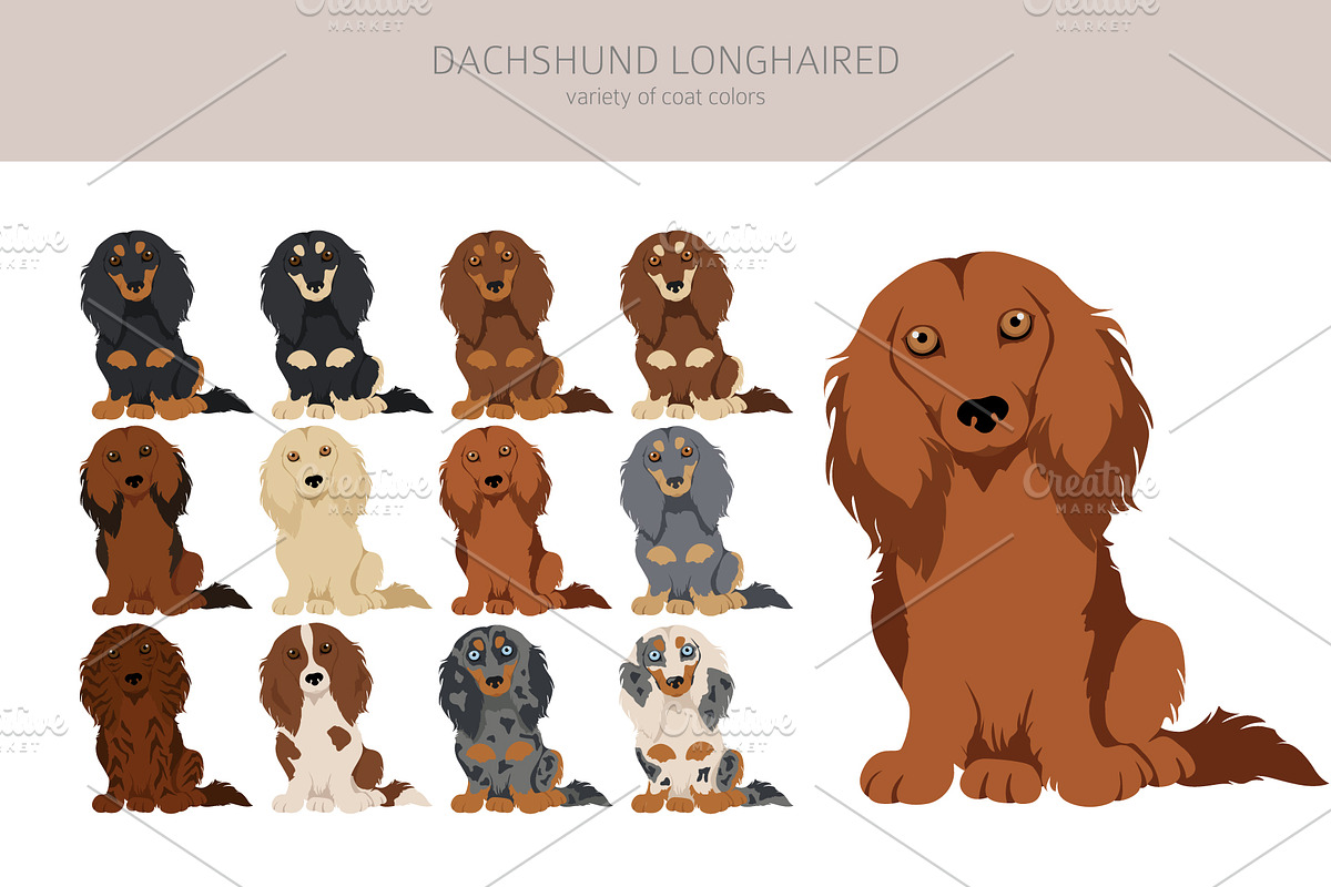 Dachshund longhaired clipart, an Animal Illustration by pet design shop (Photo 2 of 10)