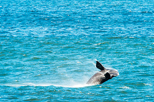 Southern Right Whale Breaching, an Animal Photo by THP Creative