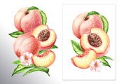 Ripe Peaches. Watercolor set, a Food Illustration by Daria Ustiugova (Thumbnail 6 of 23)