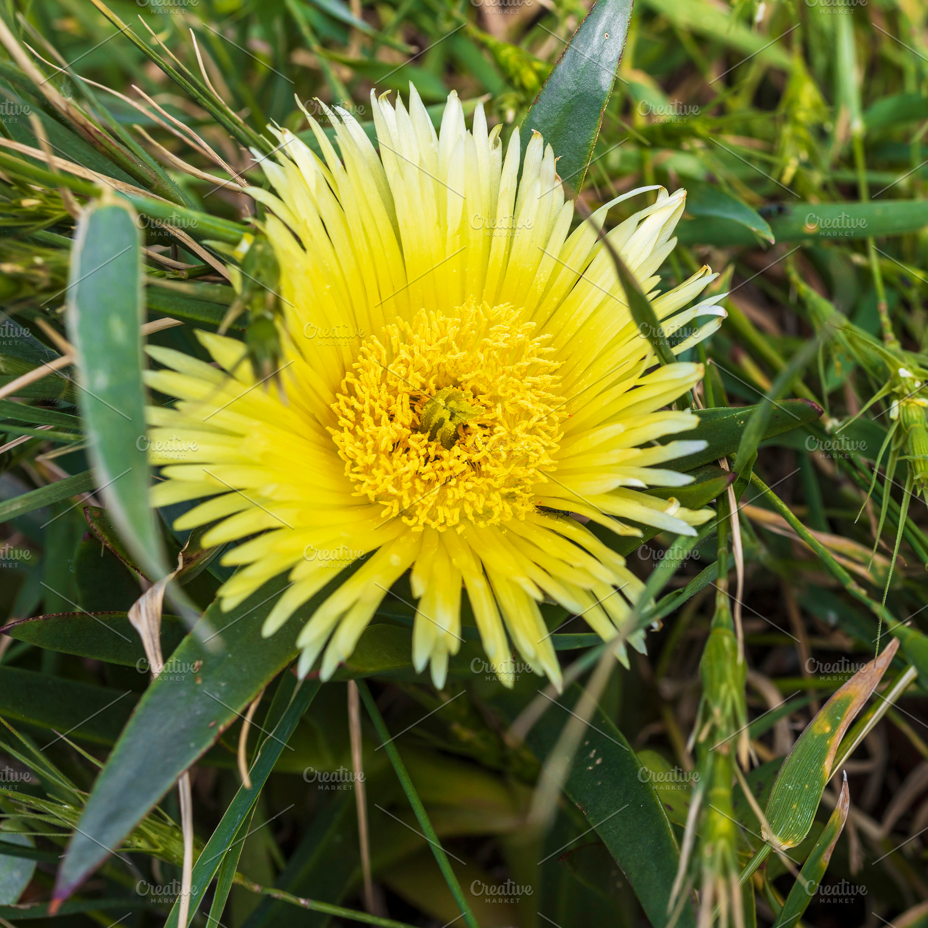 Carpobrotus edulis, a Nature Photo by Imaginarium