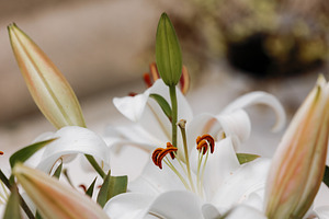 White lily in bloom with pink buds o, a Background Photo by Perpis