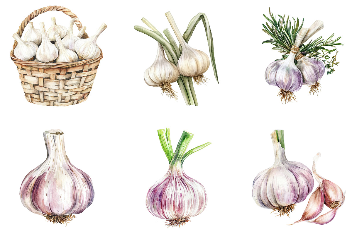 Garlic Watercolor Clipart Bundle, an Illustration by DreamArtGraphic (Photo 4 of 4)