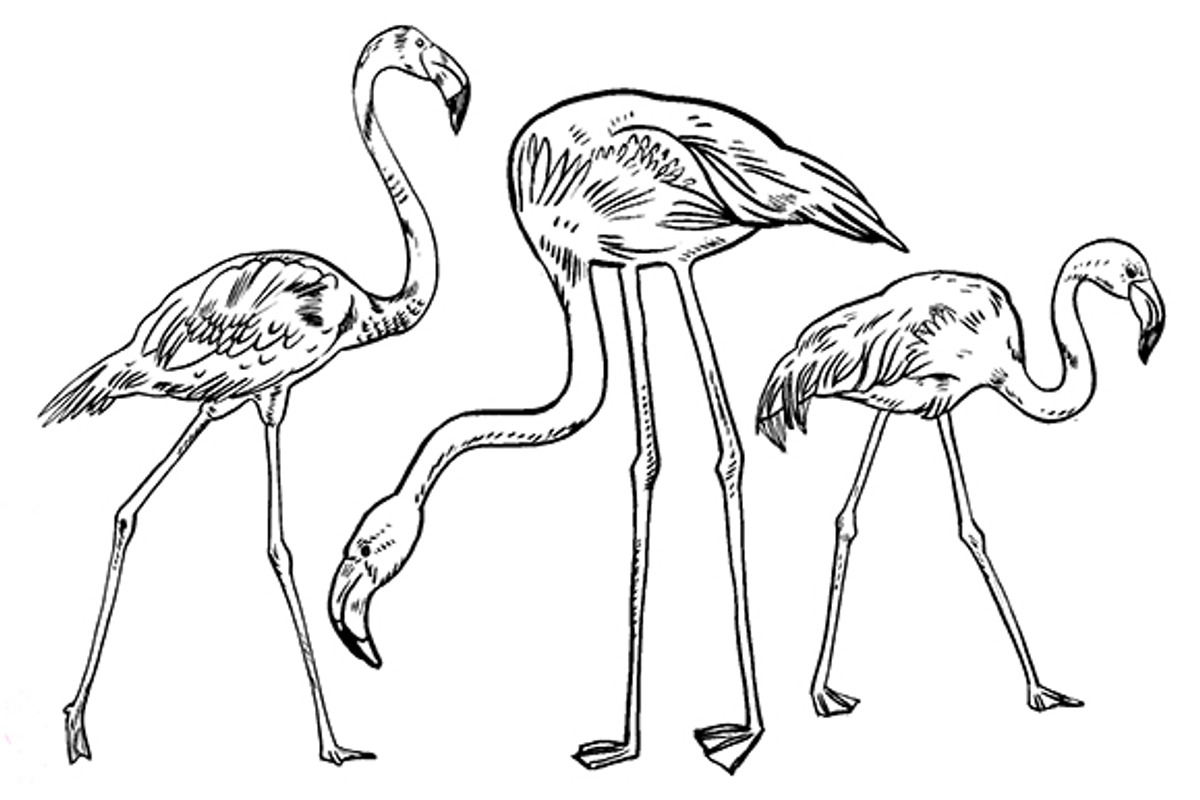 FLAMINGO, an Illustration by Tanya Akhmett (Photo 4 of 11)