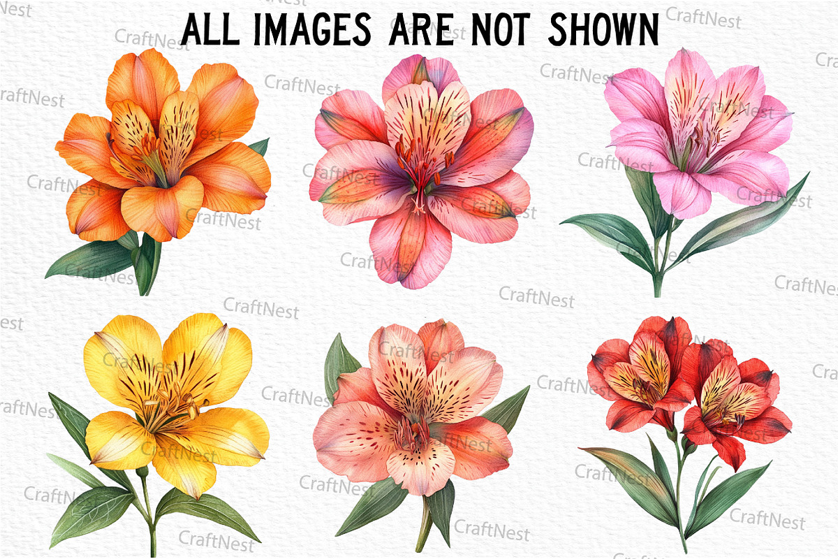 Alstroemeria Flower Watercolor PNG, an Illustration by Craft Nest (Photo 4 of 6)