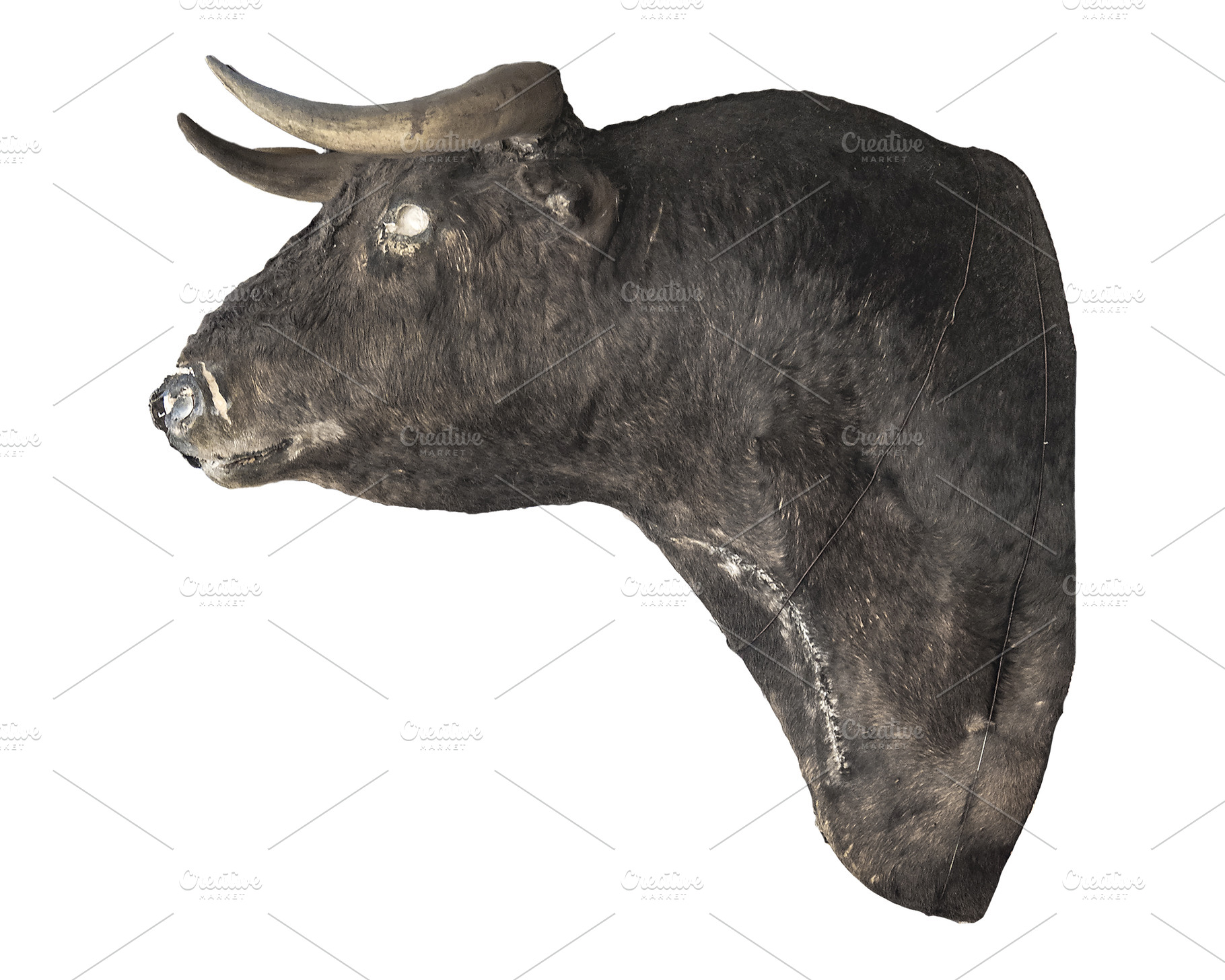 Isolated photo of a stuffed bull head, an Animal Photo by DanFLCreativo