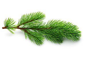Pine branch isolated on white background, a Nature Photo by AlyaAnd