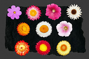 Die-cut Real Flowers Set 2 Bundle, a Nature Photo by aniunova (Thumbnail 2 of 4)