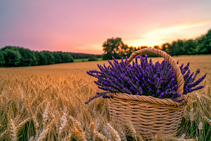 Basket of Lavender in Wheat Fields, a Nature Photo by Virgo Studio