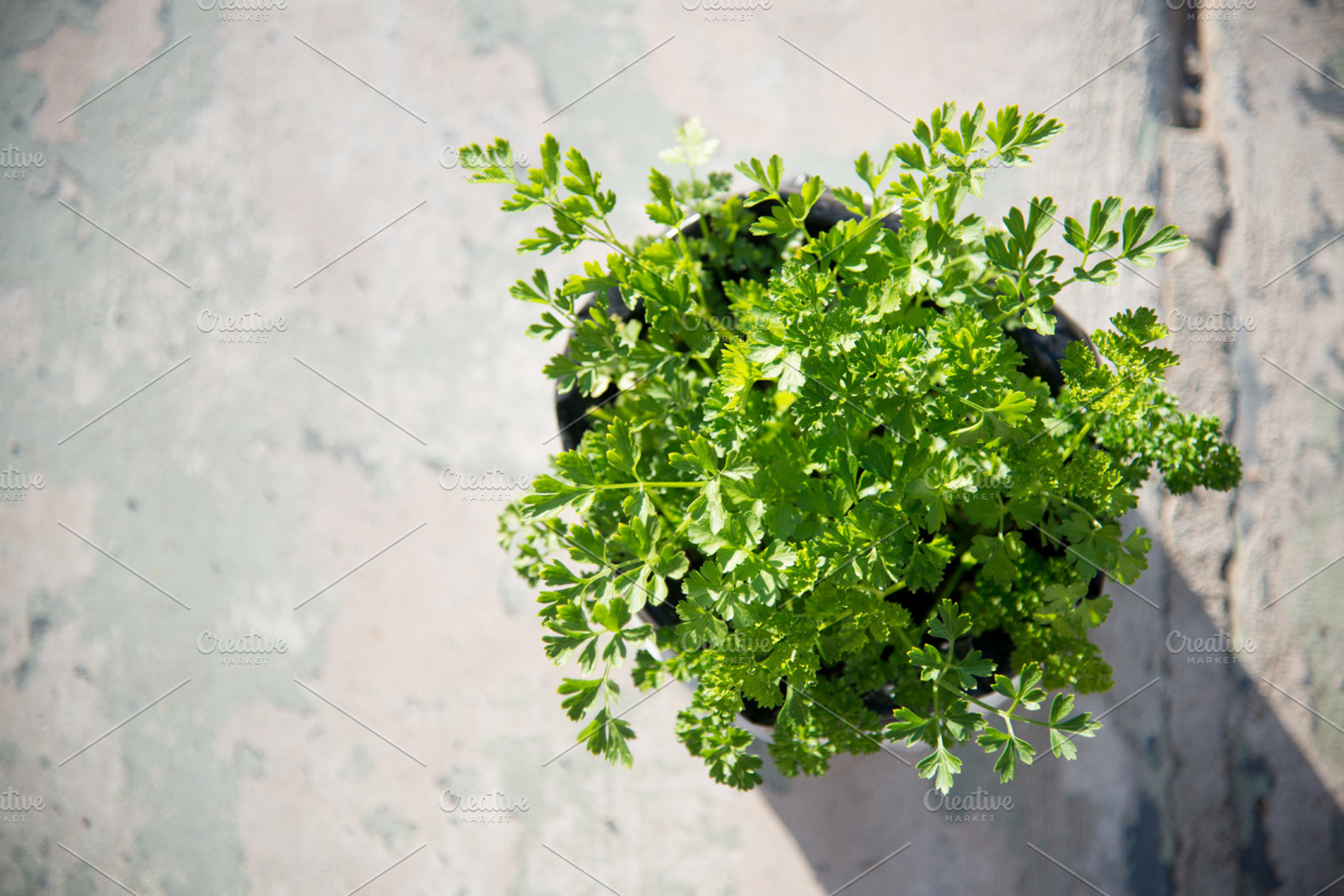 Italian Parsley