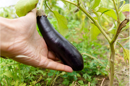 Aubergine eggplant plants in, a Food & Drink Photo by darksoul72