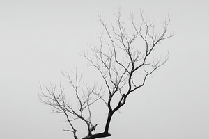 Bare Tree Branch Against Grey Sky, a Nature Photo by Virgo Studio