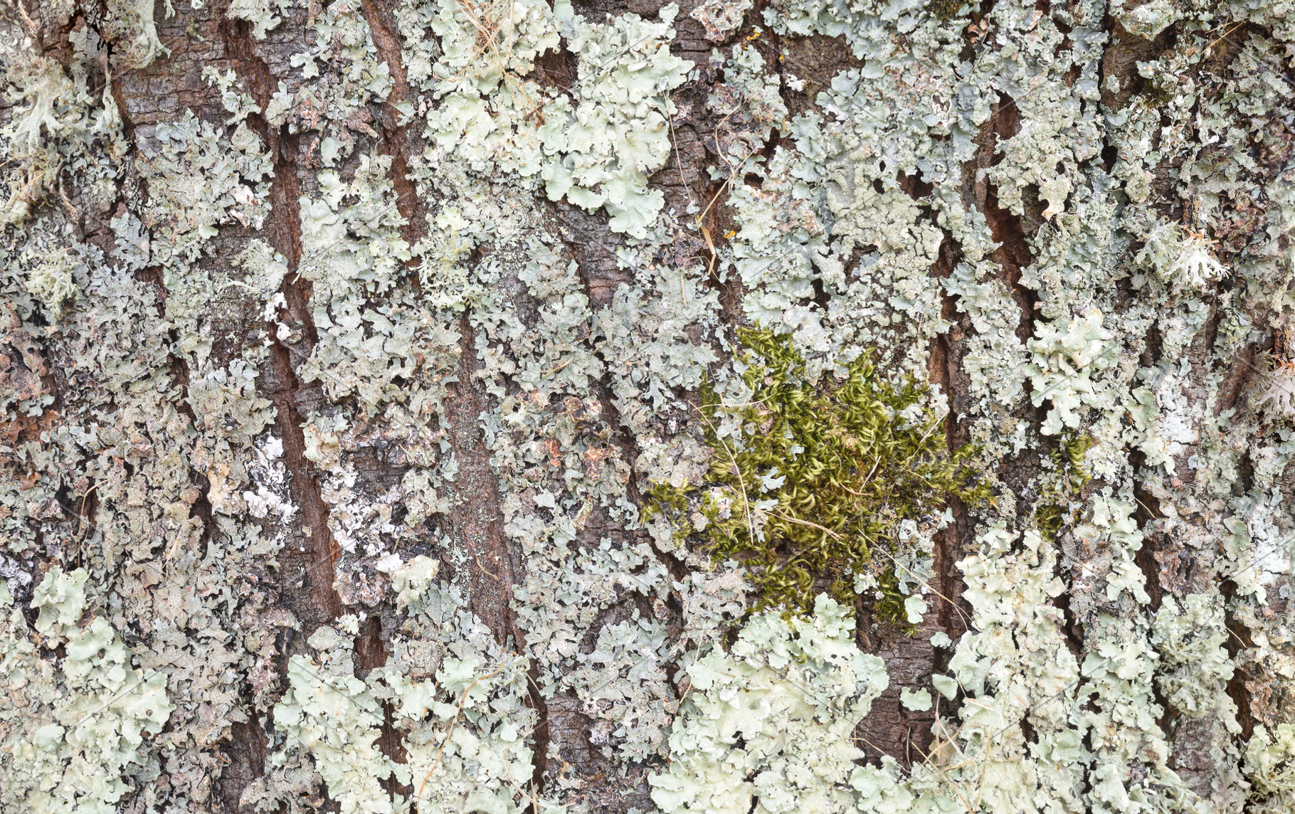 Background detail of tree bark covered with lichens and moss, a Background Photo by Davizro's Market