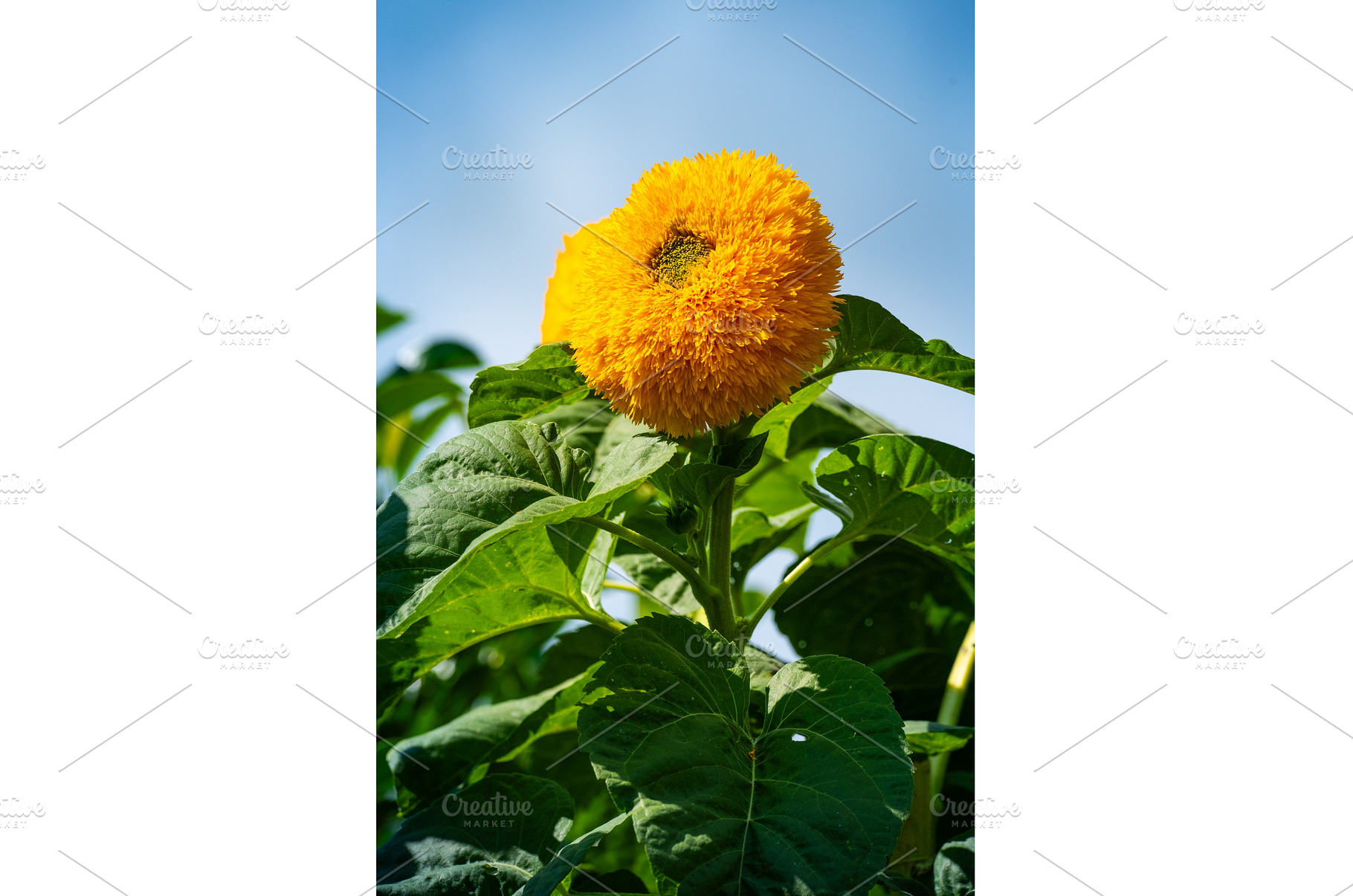 Fuzzy Yellow Sunflower Against Blue, a Nature Photo by MadPhotos