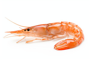Fresh shrimp on white background, a Food & Drink Photo by AlyaAnd