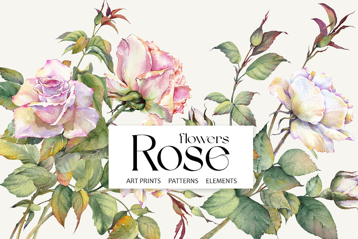 Romantic Watercolor Rose Clipart, a Decorative Illustration by Jeanna Draw (Photo 1 of 17)