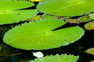 Lily Pond, a Nature Photo by THP Creative