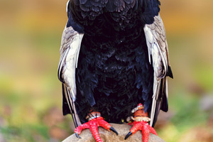 African bateleur eagle perched with, an Animal Photo by Perpis