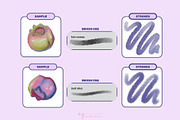 Bluebloom Soft Procreate Brushes, a Brush Add-On by ProcreateiBox (Thumbnail 4 of 8)