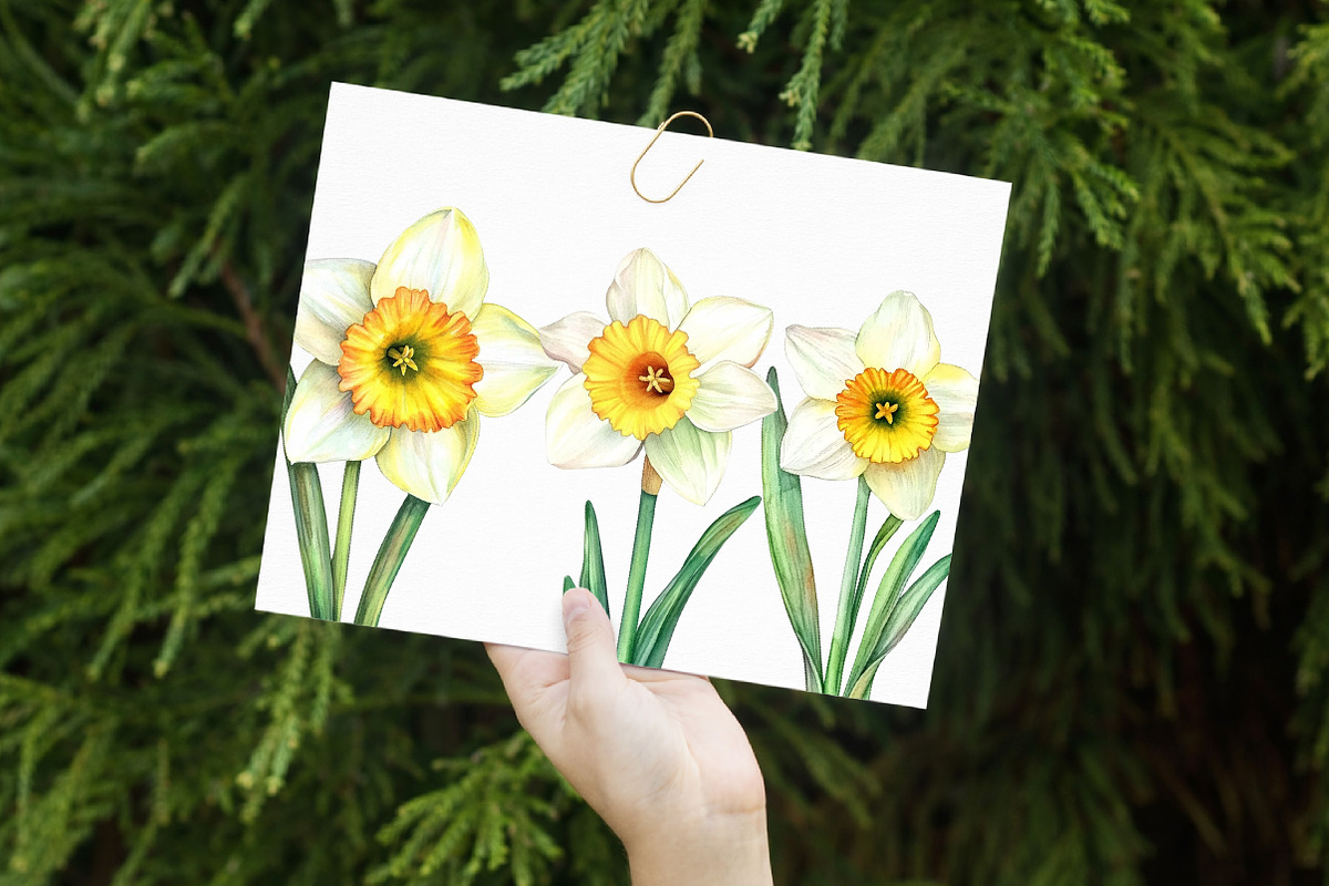 Watercolor Daffodils Clipart, an Illustration by Libby Wishes (Photo 3 of 7)