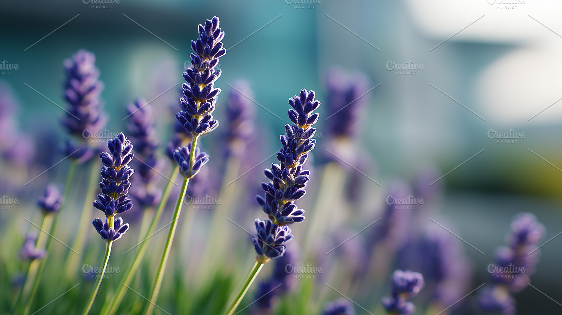 Close up of blooming lavender flower, a Nature Photo by MistyDay