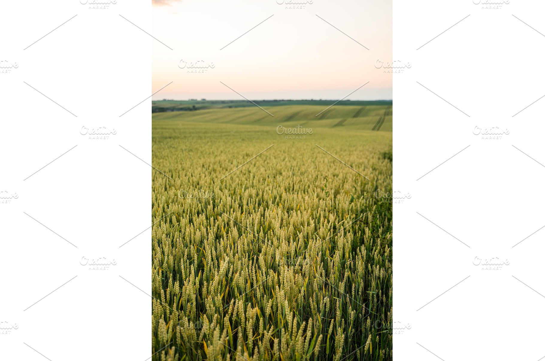 Wheat field at sunset in rural, a Nature Photo by volodymyrshtun13795