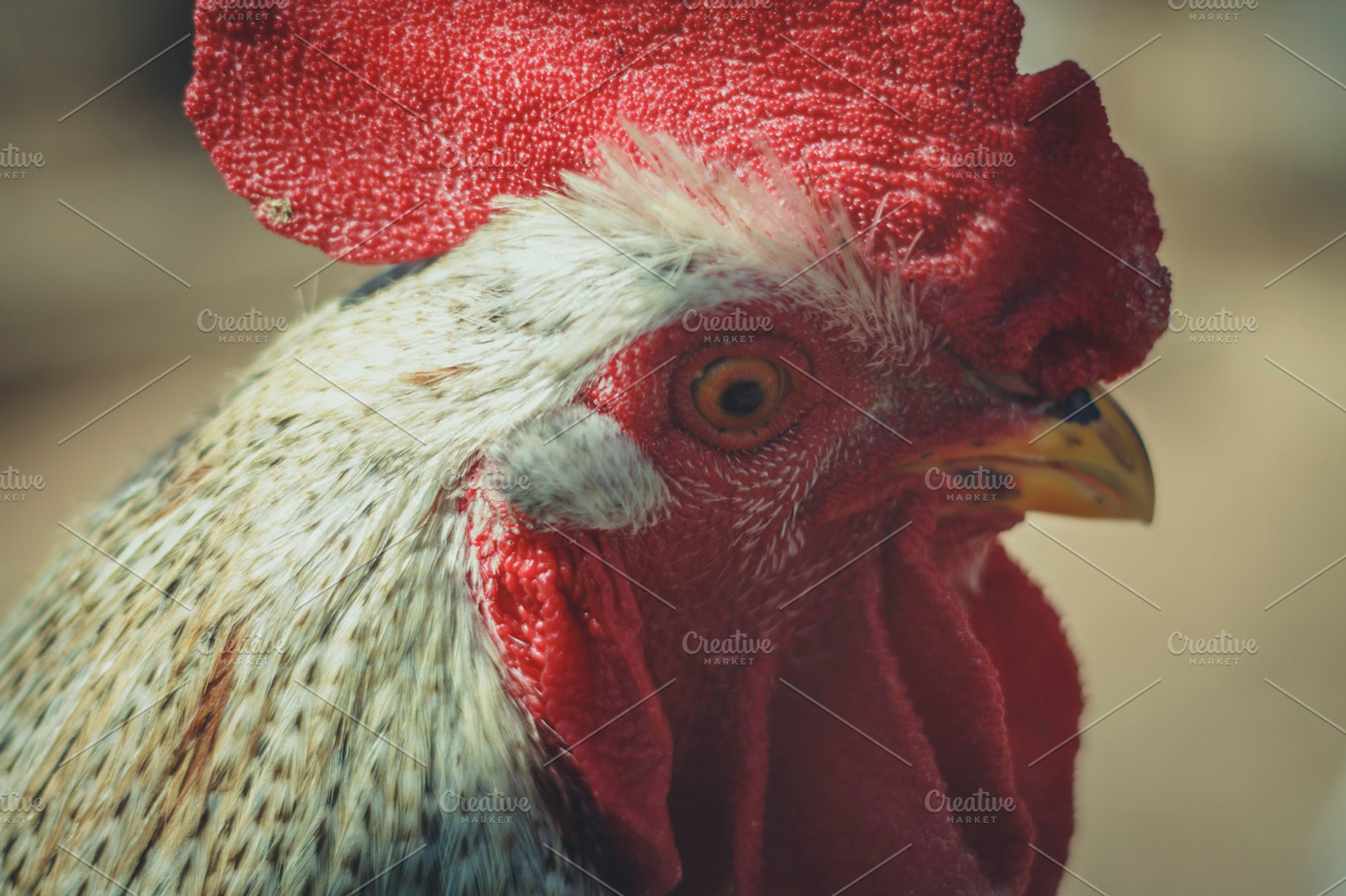Mr Rooster Containing Rooster Chicken And Chick