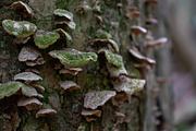 Mushrooms In The Forest Photography, a Nature Photo by Full Circle Design Studio (Thumbnail 17 of 38)