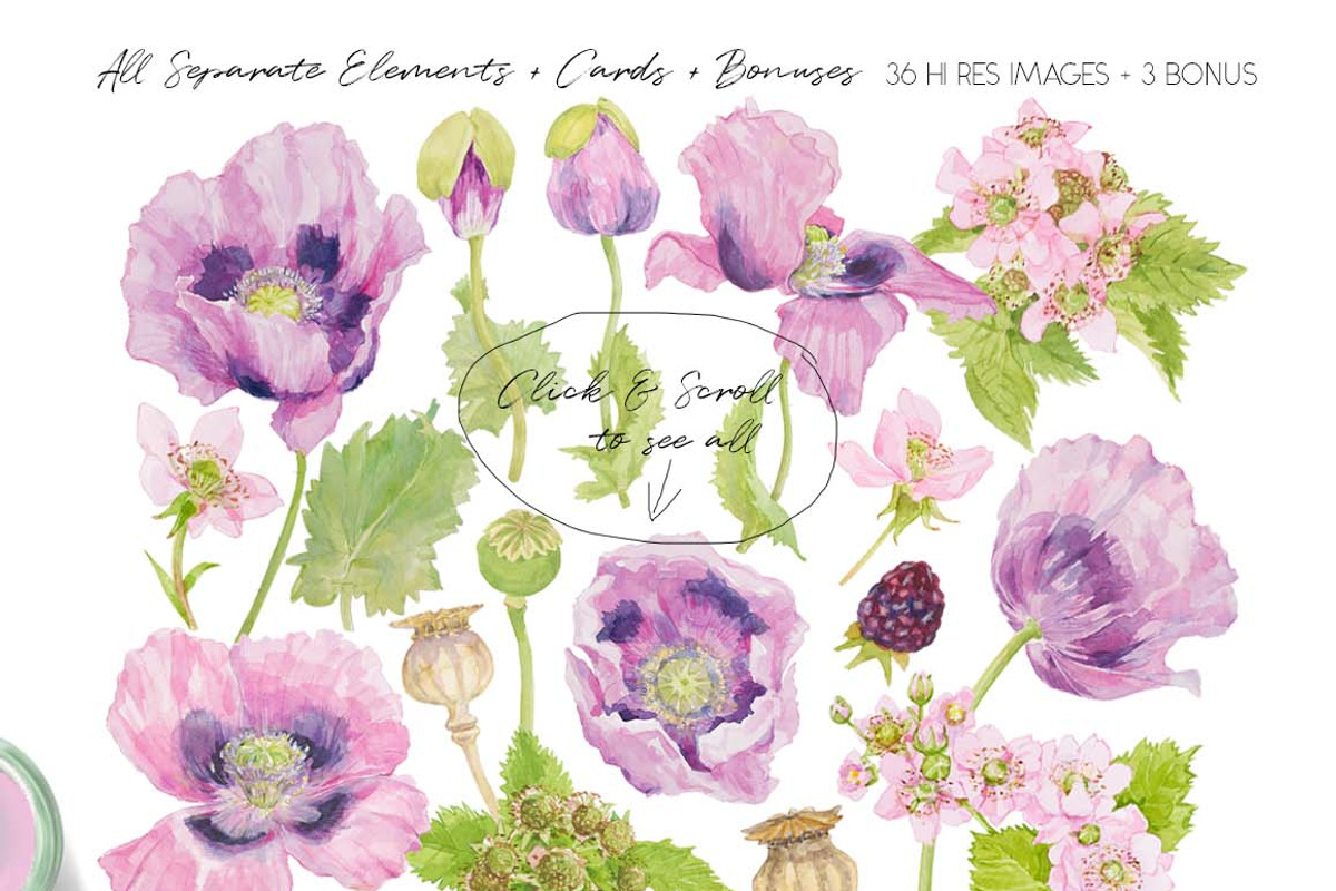 Purple Poppies&Blackberries-Clipart, an Illustration by watercolorwild.graphics (Photo 3 of 10)