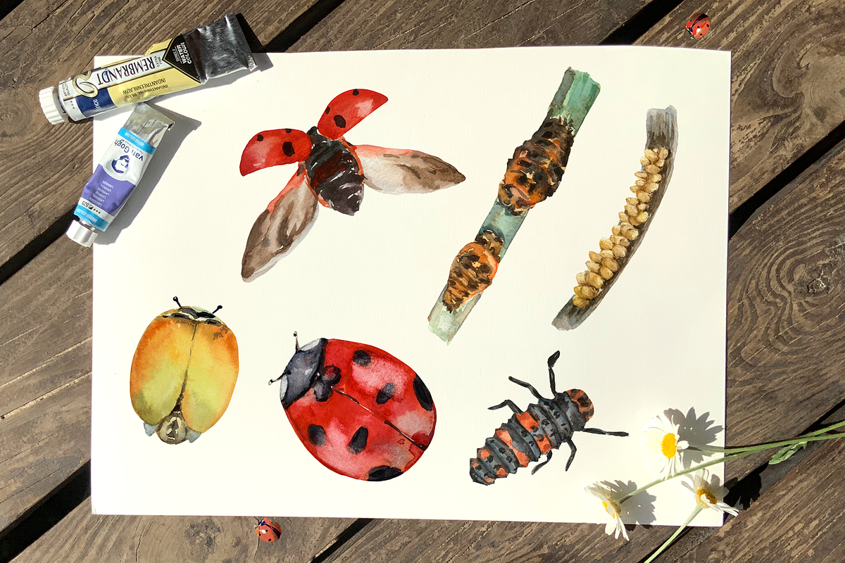 Ladybug Life Cycle Clip Art & Print, an Animal Illustration by Tati Bordiu (Photo 2 of 3)