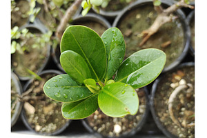 Ficus microcarpa glossy leaves pic, a Nature Photo by LogosDen