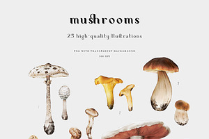 Mushrooms Illustrations. Fungi Set