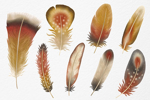 Feathers Watercolor Clipart