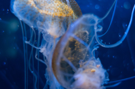 Jellyfish floating in the deep ocean, a Nature Photo by GoodGoods