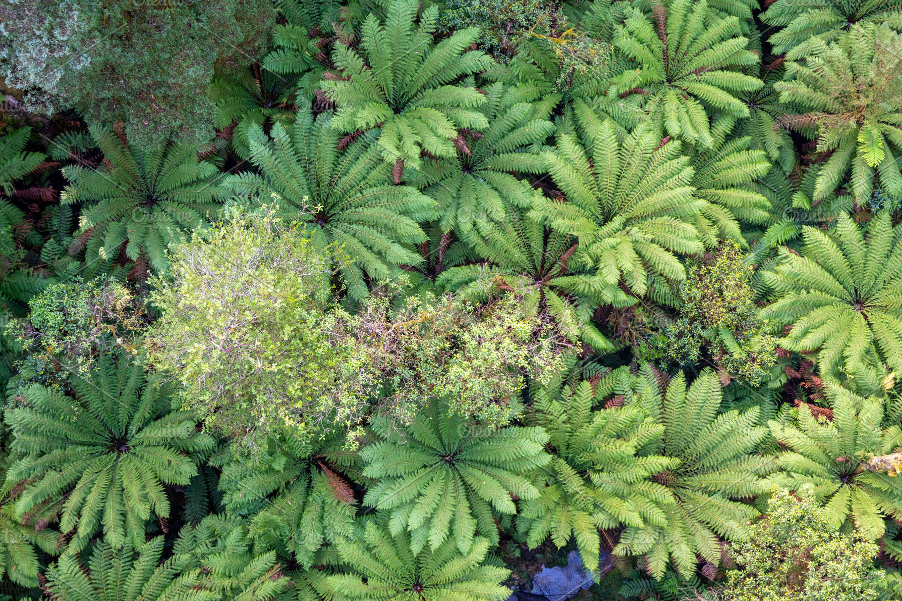 Lush green ferns in Great Otway National Park, Victoria, Austral, a Nature Photo by GoodGoods
