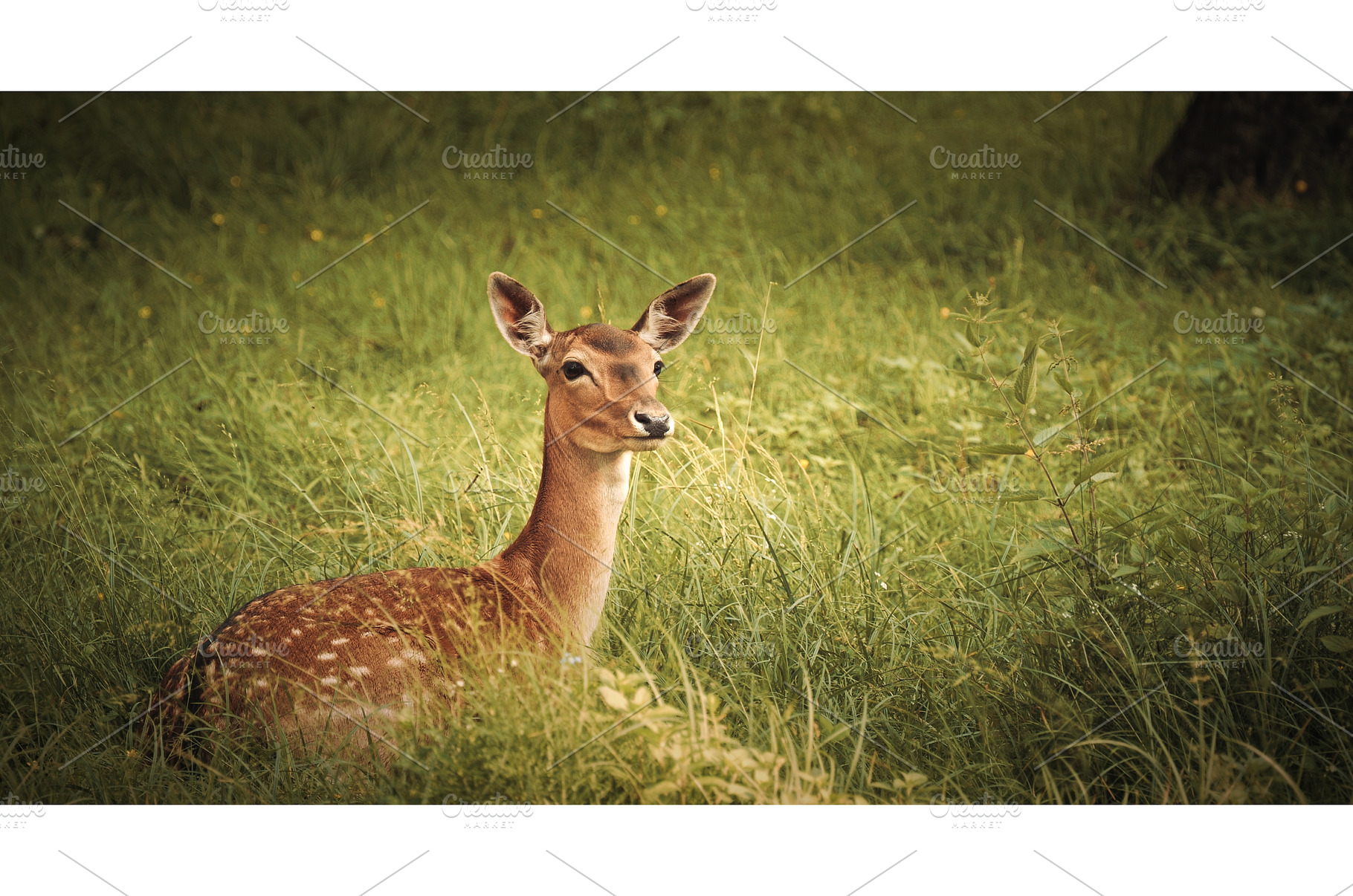 Graceful Deer Posing Elegantly, an Animal Photo by Our Amazing World