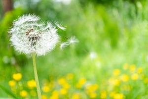 Green field with dandelions