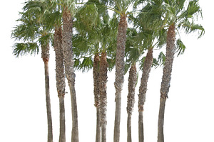 Group of palm trees isolated photo, a Nature Photo by DanFLCreativo