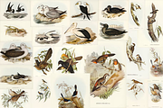 300+ The Birds of Australia, an Animal Illustration by Digital Museum (Thumbnail 7 of 15)
