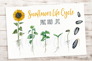 Sunflower Life Cycle Clip Art