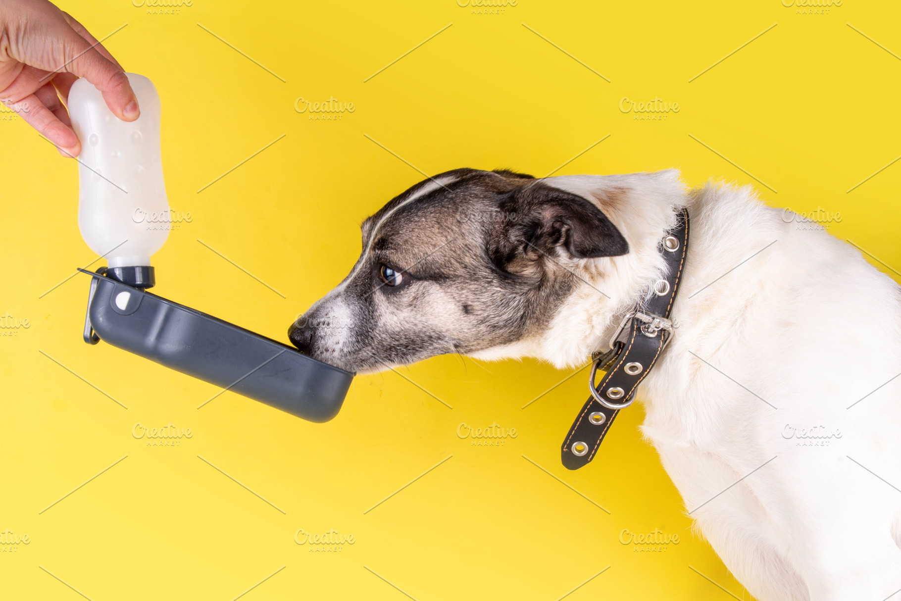 Mixed breed spotted dog drinks water from the portable pet drink, an Animal Photo by Rimma