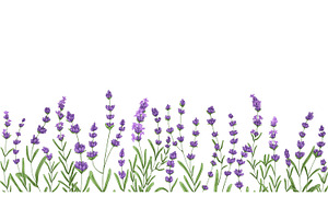 Lavender Flower Background Borders